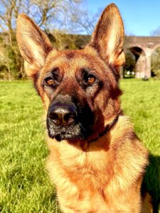 Rani the black and tan German Shepherd looks past camera