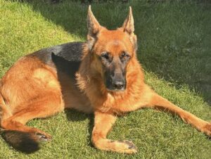 Rani the black and tan German Shepherd lies in the sun