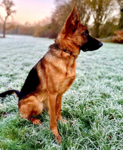 Rani the black and tan German Shepherd sits sideways
