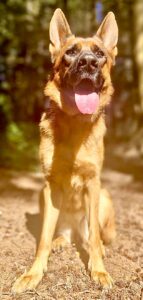 Rani the black and tan German Shepherd sits with her tongue out