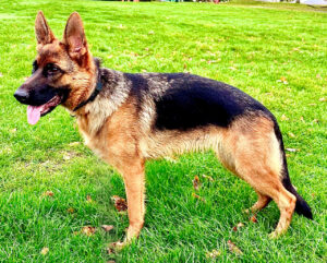 Rani the black and tan German Shepherd stands to the side