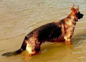 Rani the black and tan German Shepherd stands in water