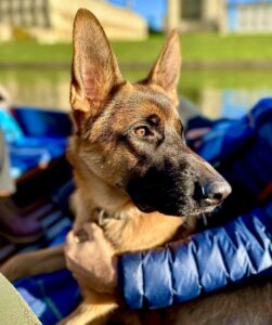 Rani the black and tan German Shepherd looks to the side