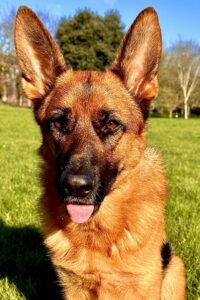 Rani the black and tan German Shepherd looks at the camera