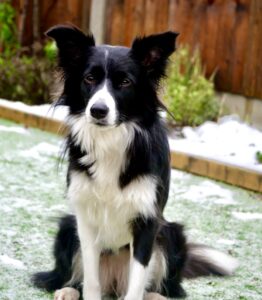 Riley the black and white Border Collie sits and faces the camera