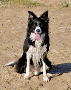 Riley the black and white Border Collie sits facing the camera 