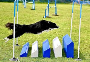 Riley the black and white Border Collie performs agility