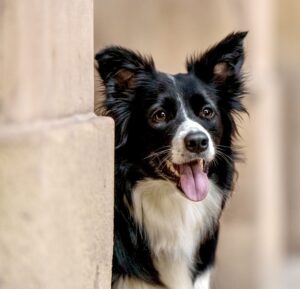 Riley the black and white Border Collie looks round the corner