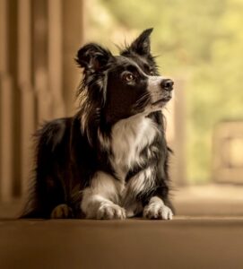 Riley the black and white Border Collie looks off to the side