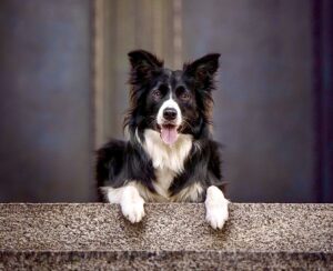 Riley the black and white Border Collie looks over a wall