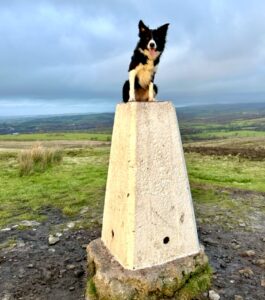 Riley the black and white Border Collie sits on a very high platform