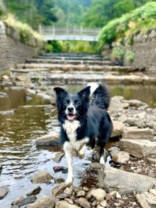 Riley the black and white Border Collie poses on some rocks in the rive
