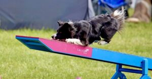 Riley the black and white Border Collie jumps on to a plaform