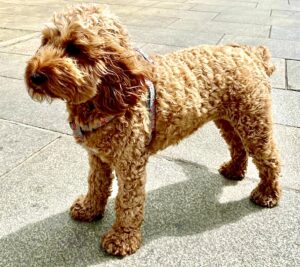 Tipsy the golden cockerpoo stands sideways
