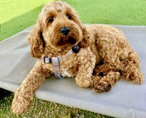 Tipsy the golden cockerpoo lying down looking at the camera