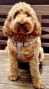 Tipsy the golden cockerpoo sits and faces the camera
