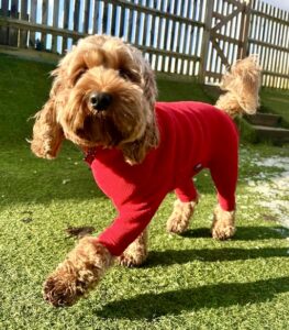 Tipsy golden cockerpoo wears red jumper