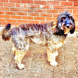 Dylan the black, brown and blonde Cockerpoo stands sideways and looks at the camera
