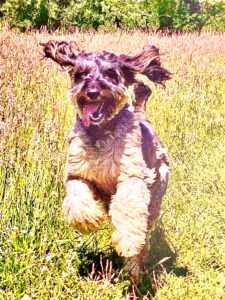 Dylan the black, brown and blonde Cockerpoo jumps happily in the grass