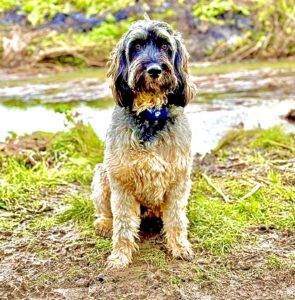 Dylan the black, brown and blonde Cockerpoo sits for a full body shot