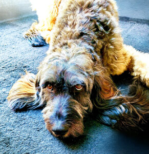 Dylan the black, brown and blonde Cockerpoo looks up at the camera with puppy eyes