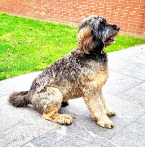 Dylan the black, brown and blonde Cockerpoo sits and looks sideways