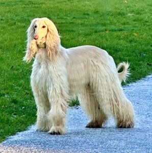 An Afghan hound dog model on the roster of The Animal Talent Ltd posting on an outdoor set