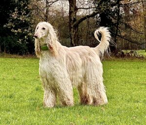 Creme Afghan hound dog standing in profile on the grass with tail raised and full coat