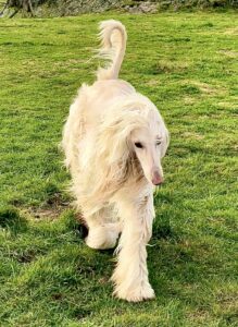 Creme Afghan hound walking forwards on the grass, long silky coat and narrow face