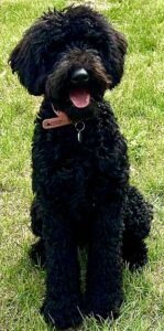 Indie the black Australian Labradoodle sits in the grass and looks at the camera