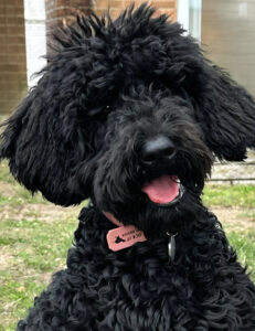 Indie the black Australian Labradoodle sits and looks at the camera