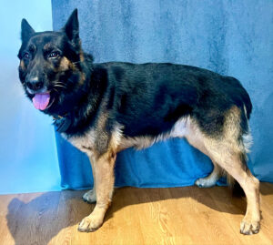 Jax the sable German Shepherd stands sideways