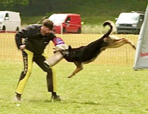 Jax the sable German Shepherd doing bite work