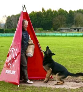 Jax the sable German Shepherd crouches and gets ready to jump