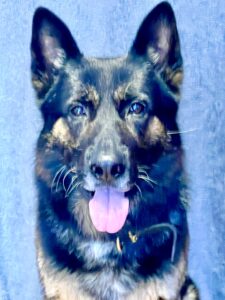 Jax the sable German Shepherd looks at the camera
