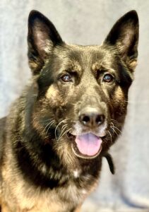 Jax the sable German Shepherd looks at the camera