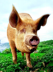 Lucy the pink Pig looks at the camera