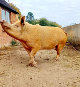 Lucy the pink Pig stands sideways