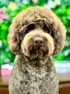 Otis the brown labradoodle looks at the camera