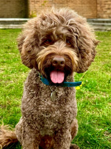 Otis the brown labradoodle looks at the camera with his tongue out