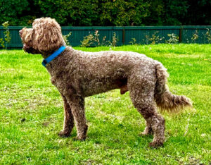 Otis the brown labradoodle stands sideways