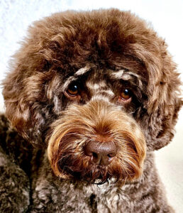 Otis the brown labradoodle looks sad