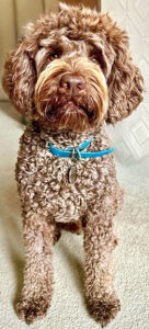 Otis the brown labradoodle sits and looks at the camera