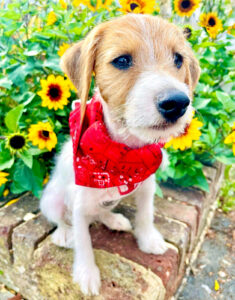 Scampi the tan and white Jack Russell Terrier sits on a wall