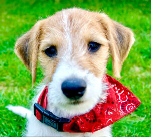 Scampi the tan and white Jack Russell Terrier looks at the camera whilst sitting down