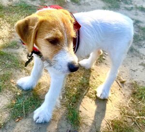 Scampi the tan and white Jack Russell Terrier stands sideways and looks away from the camera