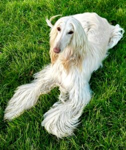 Shiloh the white Afghan Hound lies and looks up at the camera