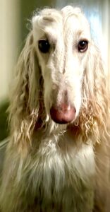 Shiloh the white Afghan Hound stands and looks down her nose at the camera