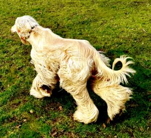Shiloh the white Afghan Hound birds eye view
