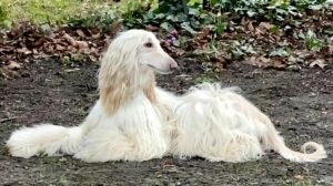 Shiloh the white Afghan Hound lies and looks behind her